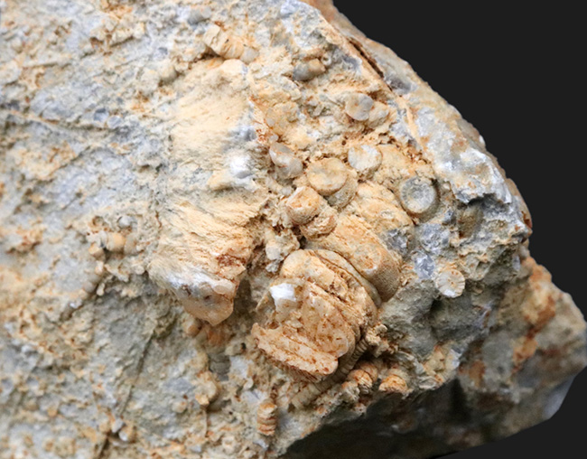 国産マニアックシリーズ！古生物学発祥の地とも言われる岐阜県金生山の石灰岩から採集されたウミユリの化石の岩体（その6）
