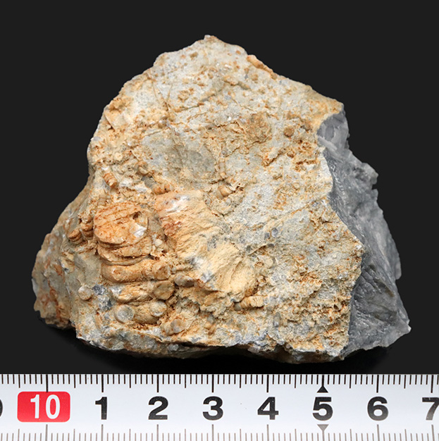国産マニアックシリーズ！古生物学発祥の地とも言われる岐阜県金生山の石灰岩から採集されたウミユリの化石の岩体（その7）