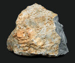 国産マニアックシリーズ！古生物学発祥の地とも言われる岐阜県金生山の石灰岩から採集されたウミユリの化石の岩体
