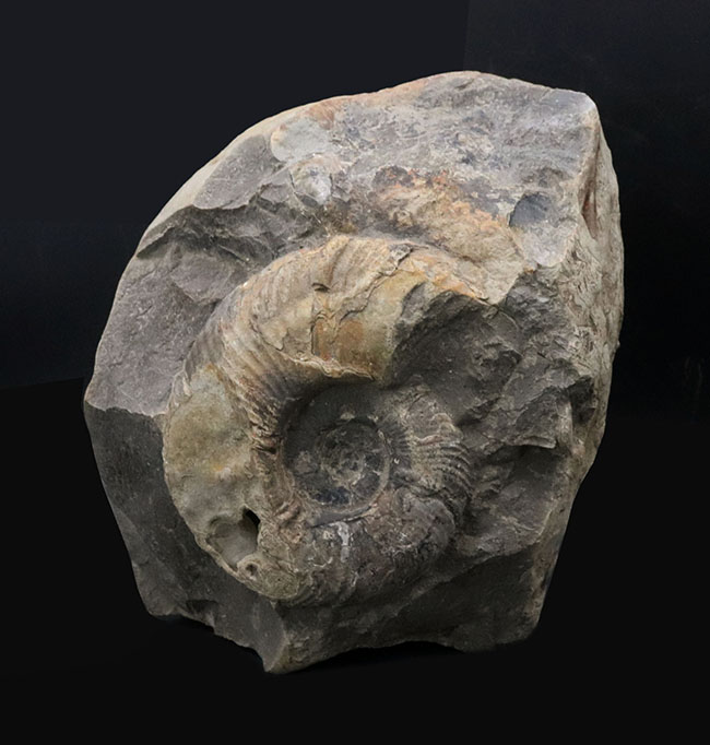 両面展示可能!無骨で自然な味わいが魅力的な、北海道産アンモナイト(Ammonite)(その1)
