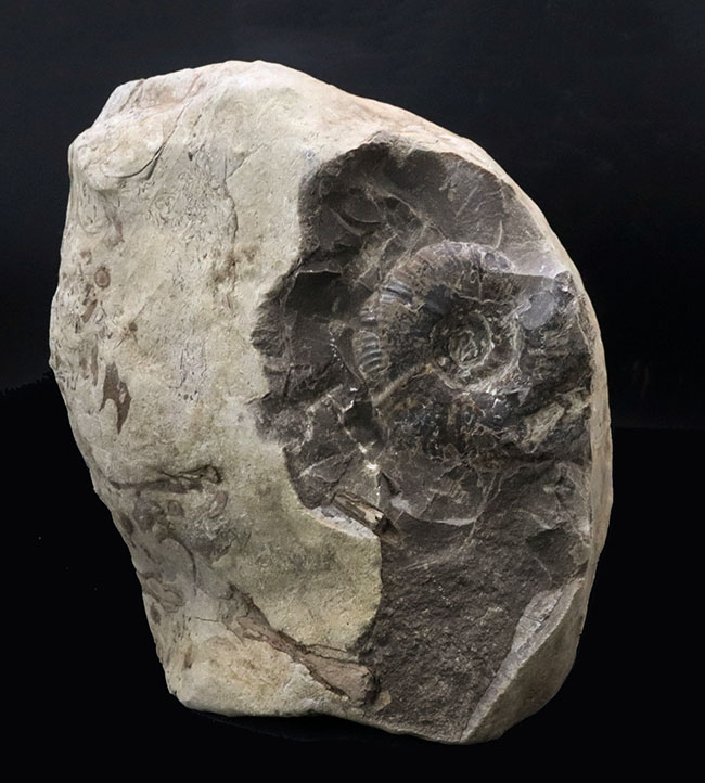 両面展示可能!無骨で自然な味わいが魅力的な、北海道産アンモナイト(Ammonite)(その2)