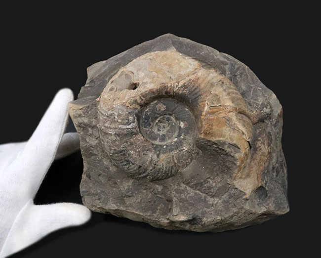 両面展示可能!無骨で自然な味わいが魅力的な、北海道産アンモナイト(Ammonite)(その3)