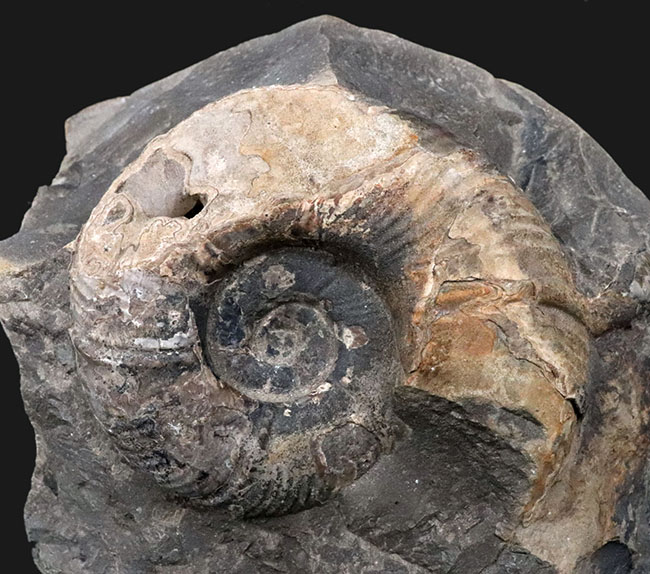 両面展示可能!無骨で自然な味わいが魅力的な、北海道産アンモナイト(Ammonite)(その4)