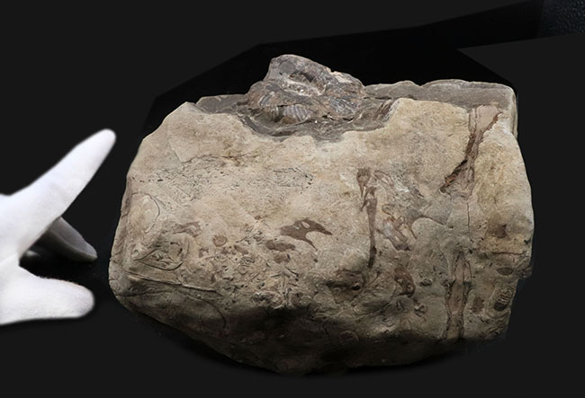 両面展示可能!無骨で自然な味わいが魅力的な、北海道産アンモナイト(Ammonite)(その5)