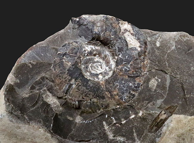 両面展示可能!無骨で自然な味わいが魅力的な、北海道産アンモナイト(Ammonite)(その6)