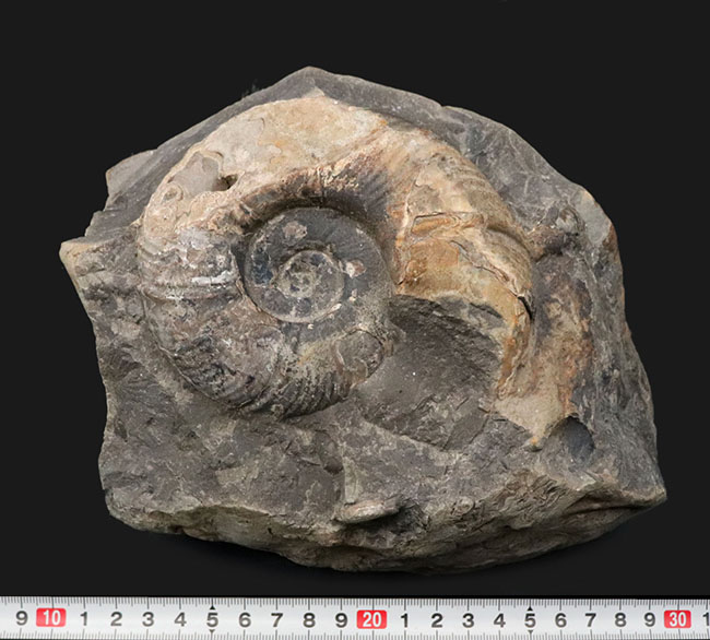 両面展示可能!無骨で自然な味わいが魅力的な、北海道産アンモナイト(Ammonite)(その7)