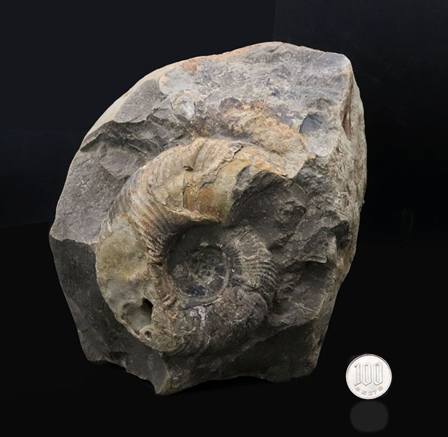 両面展示可能!無骨で自然な味わいが魅力的な、北海道産アンモナイト(Ammonite)(その8)