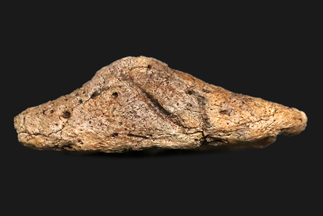 あのフリルの外縁を覆っている装飾部位、トリケラトプス（Triceratops horridus）のエポキシピタル（フリルスパイク）の化石（その1）