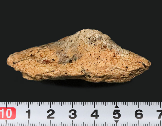 あのフリルの外縁を覆っている装飾部位、トリケラトプス（Triceratops horridus）のエポキシピタル（フリルスパイク）の化石（その10）