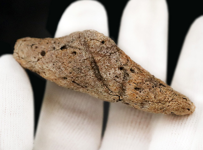 あのフリルの外縁を覆っている装飾部位、トリケラトプス（Triceratops horridus）のエポキシピタル（フリルスパイク）の化石（その2）