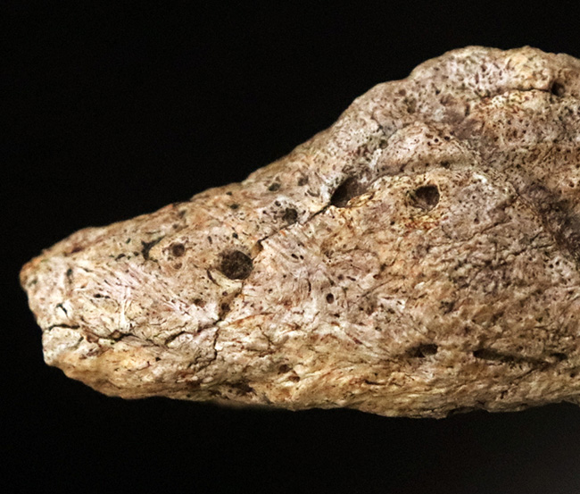 あのフリルの外縁を覆っている装飾部位、トリケラトプス（Triceratops horridus）のエポキシピタル（フリルスパイク）の化石（その3）