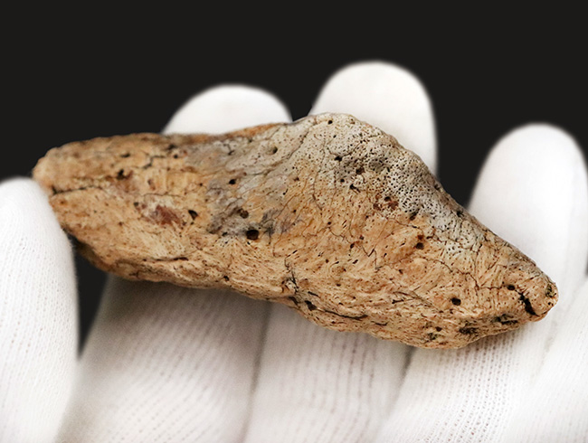 あのフリルの外縁を覆っている装飾部位、トリケラトプス（Triceratops horridus）のエポキシピタル（フリルスパイク）の化石（その5）