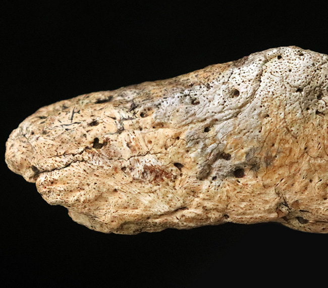 あのフリルの外縁を覆っている装飾部位、トリケラトプス（Triceratops horridus）のエポキシピタル（フリルスパイク）の化石（その6）