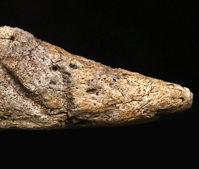 あのフリルの外縁を覆っている装飾部位、トリケラトプス（Triceratops horridus）のエポキシピタル（フリルスパイク）の化石（その7）