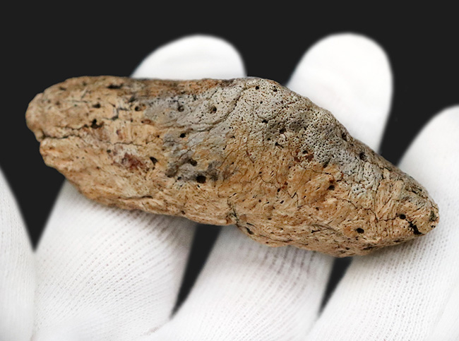 あのフリルの外縁を覆っている装飾部位、トリケラトプス（Triceratops horridus）のエポキシピタル（フリルスパイク）の化石（その8）