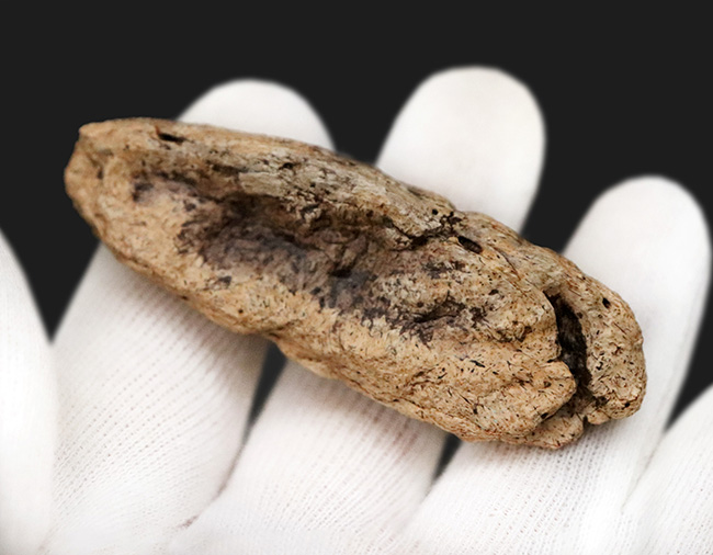 あのフリルの外縁を覆っている装飾部位、トリケラトプス（Triceratops horridus）のエポキシピタル（フリルスパイク）の化石（その9）