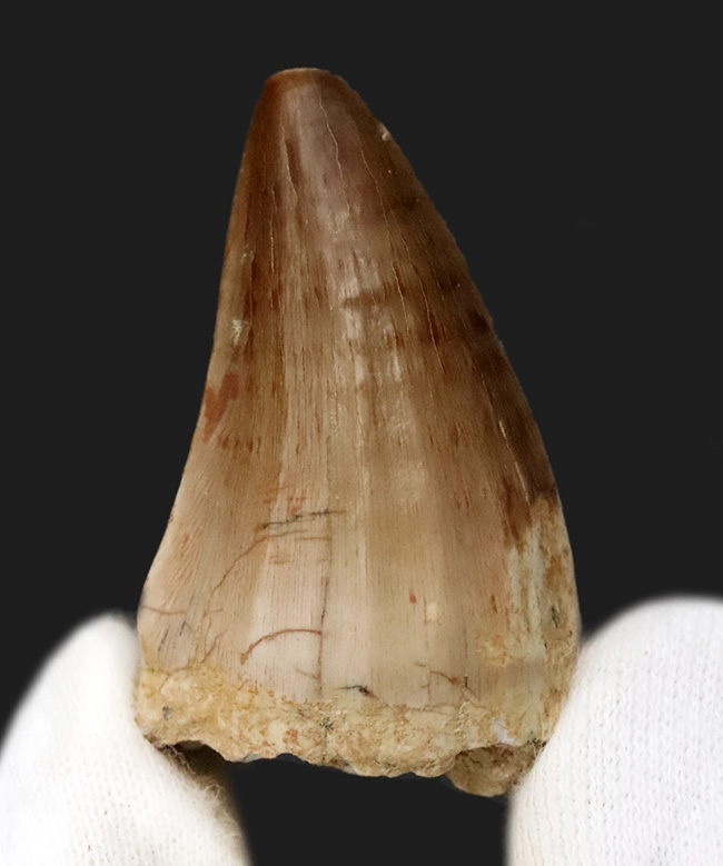 厳選！サイズ・厚み・保存状態の三拍子が揃った、コレクショングレードのモササウルス（Mosasaurus）歯化石（その1）