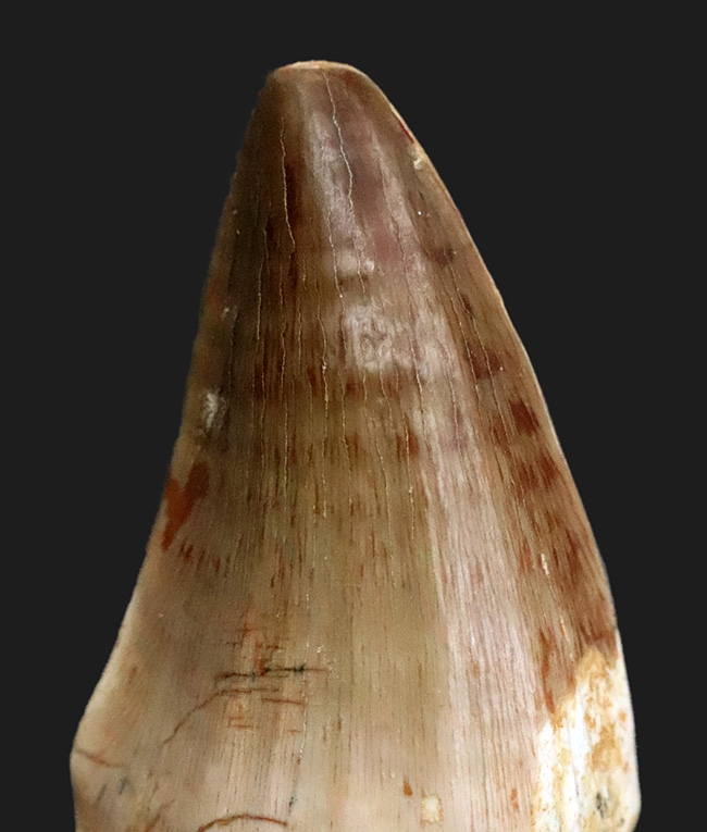 厳選！サイズ・厚み・保存状態の三拍子が揃った、コレクショングレードのモササウルス（Mosasaurus）歯化石（その2）