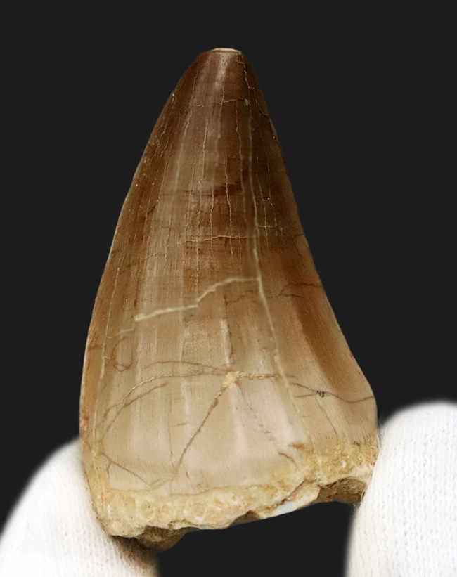 厳選！サイズ・厚み・保存状態の三拍子が揃った、コレクショングレードのモササウルス（Mosasaurus）歯化石（その3）