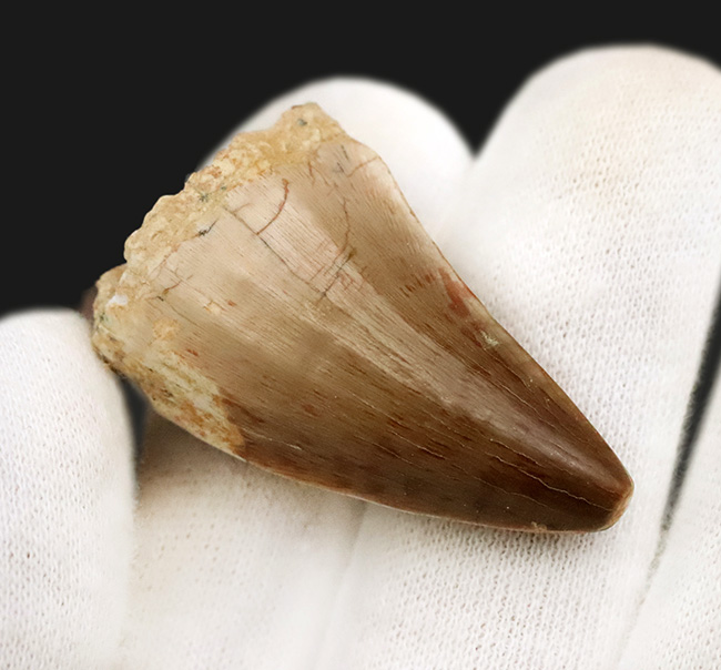 厳選！サイズ・厚み・保存状態の三拍子が揃った、コレクショングレードのモササウルス（Mosasaurus）歯化石（その4）