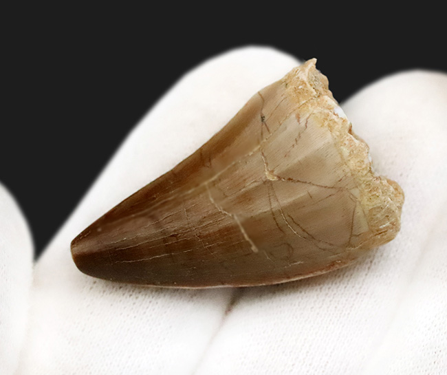 厳選！サイズ・厚み・保存状態の三拍子が揃った、コレクショングレードのモササウルス（Mosasaurus）歯化石（その5）