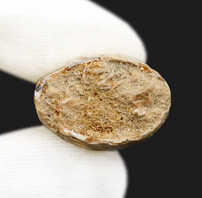 厳選！サイズ・厚み・保存状態の三拍子が揃った、コレクショングレードのモササウルス（Mosasaurus）歯化石（その6）