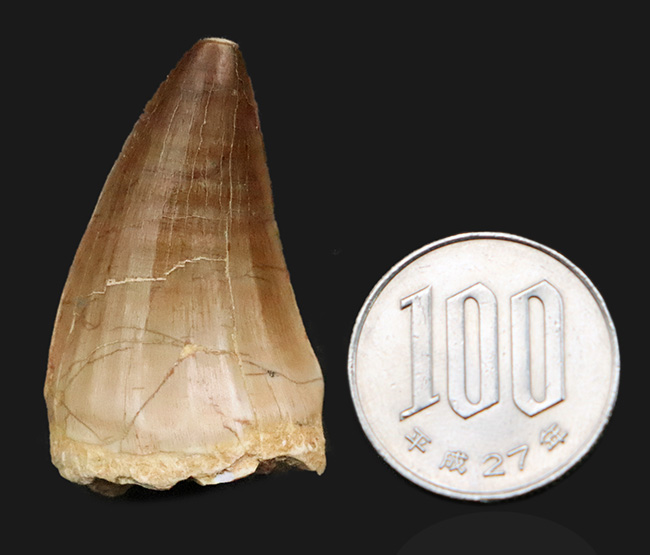 厳選！サイズ・厚み・保存状態の三拍子が揃った、コレクショングレードのモササウルス（Mosasaurus）歯化石（その8）