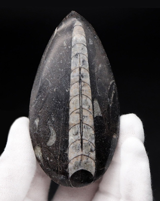縫合線くっきり！和名は直角貝。古生代の頭足類、オルソセラス（Orthoceras）化石（その1）