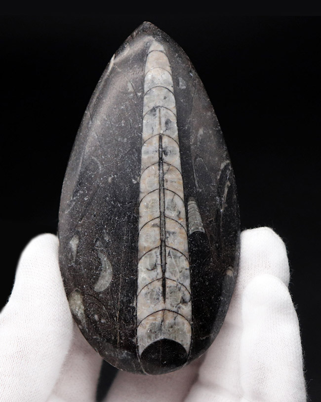 縫合線くっきり!和名は直角貝。古生代の頭足類、オルソセラス(Orthoceras)化石(その1)
