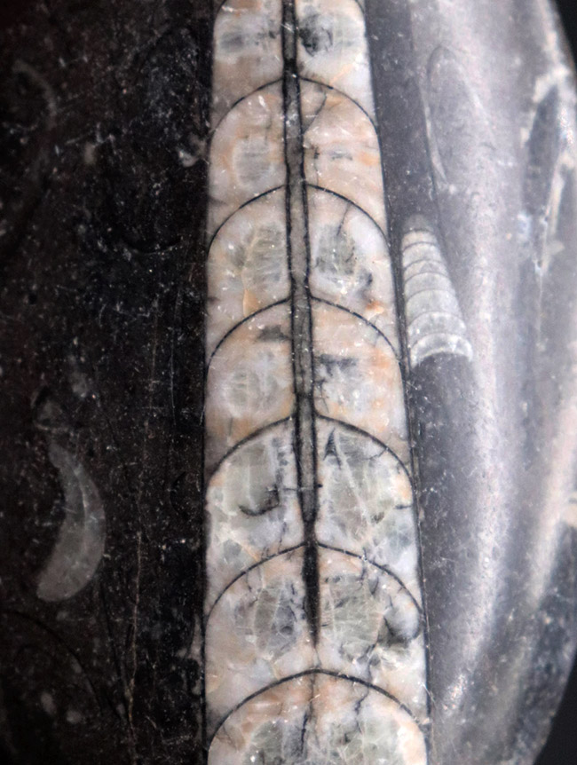 縫合線くっきり!和名は直角貝。古生代の頭足類、オルソセラス(Orthoceras)化石(その2)