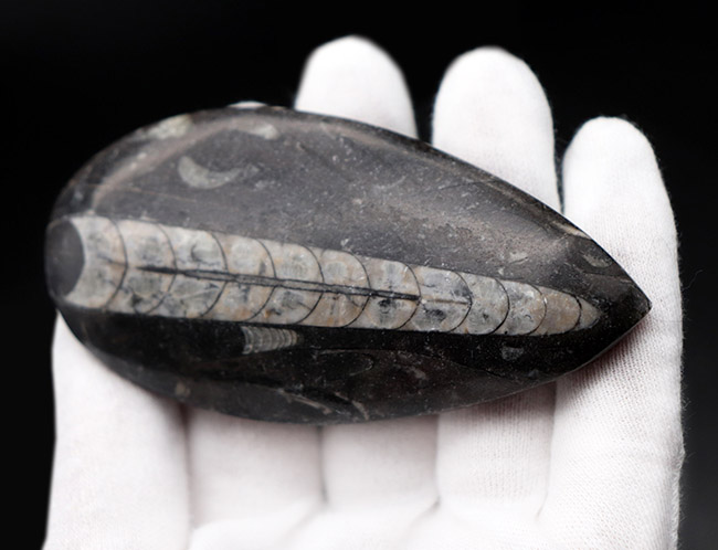 縫合線くっきり!和名は直角貝。古生代の頭足類、オルソセラス(Orthoceras)化石(その3)