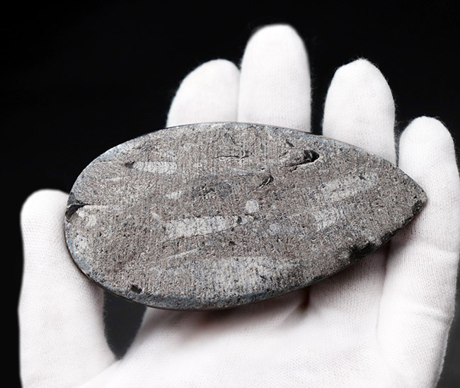 縫合線くっきり!和名は直角貝。古生代の頭足類、オルソセラス(Orthoceras)化石(その4)