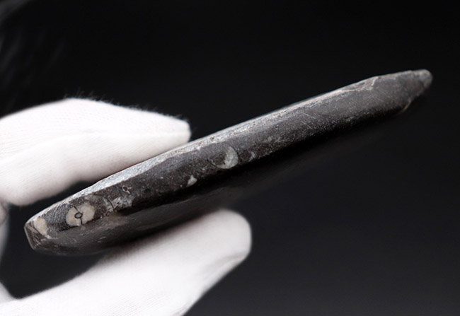 縫合線くっきり!和名は直角貝。古生代の頭足類、オルソセラス(Orthoceras)化石(その5)