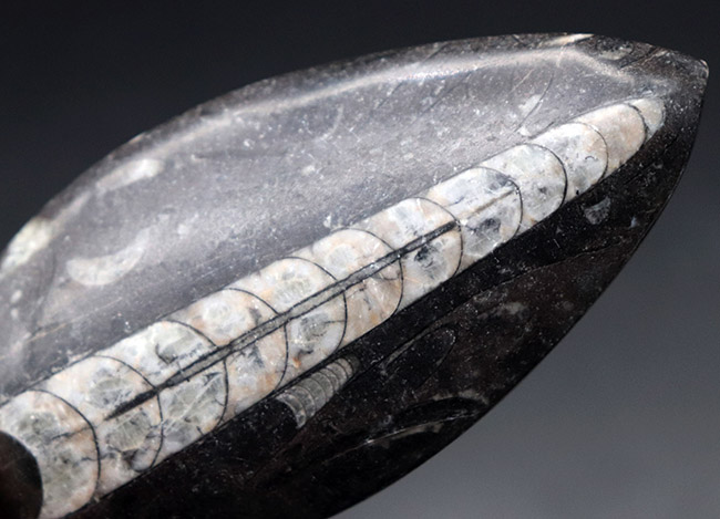 縫合線くっきり!和名は直角貝。古生代の頭足類、オルソセラス(Orthoceras)化石(その6)