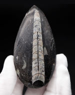 縫合線くっきり！和名は直角貝。古生代の頭足類、オルソセラス（Orthoceras）化石