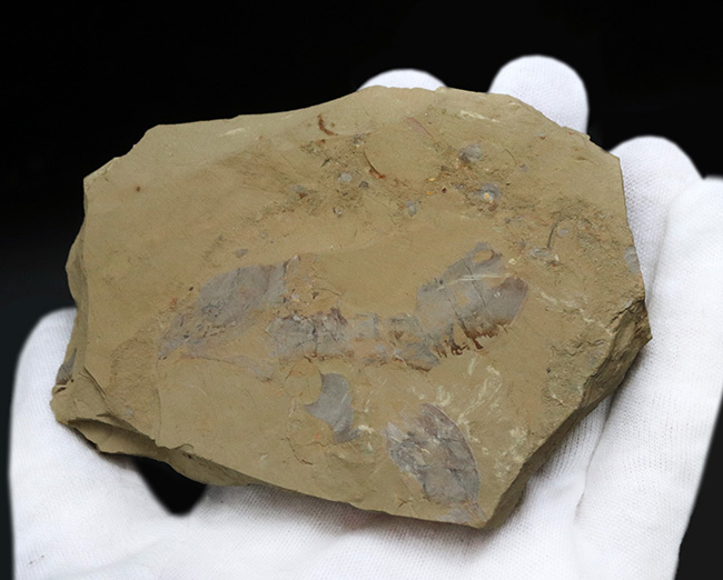 特徴的な節のある尾部にご注目！カンブリア紀初期に出現した摩訶不思議