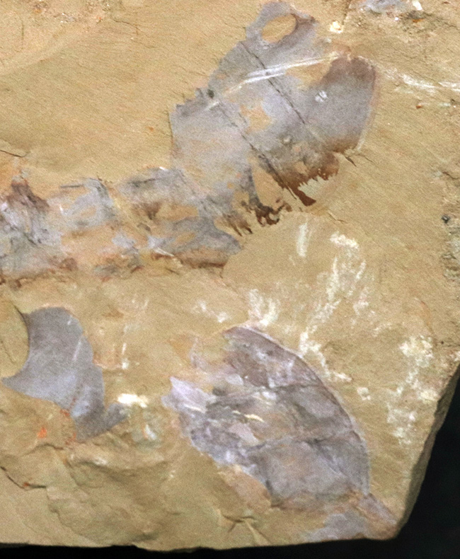 特徴的な節のある尾部にご注目！カンブリア紀初期に出現した摩訶不思議