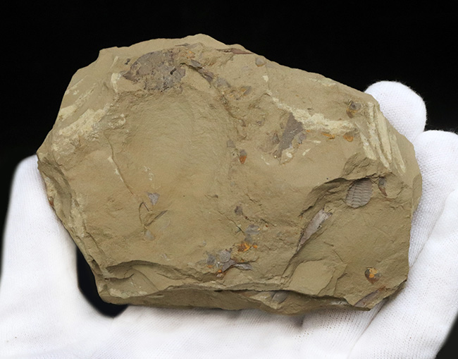 特徴的な節のある尾部にご注目！カンブリア紀初期に出現した摩訶不思議