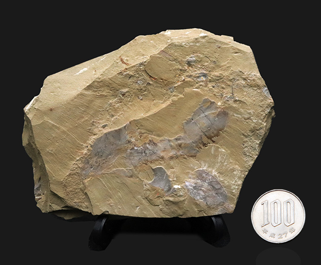 特徴的な節のある尾部にご注目！カンブリア紀初期に出現した摩訶