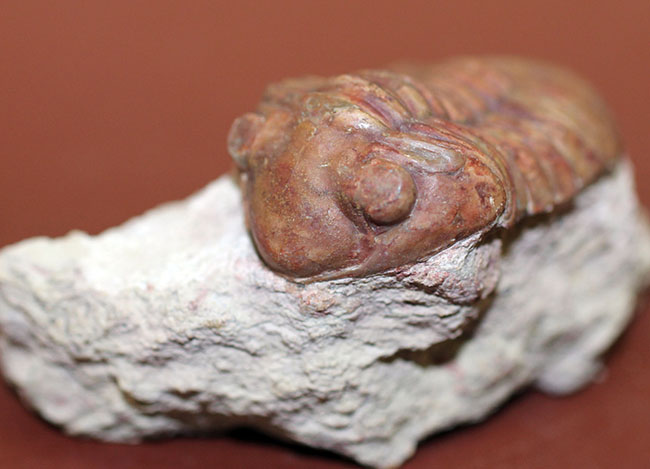 ベリーレア!ロシア産 デルファアサフス・デルフィヌス(Delphasaphus delphinus)(その11)