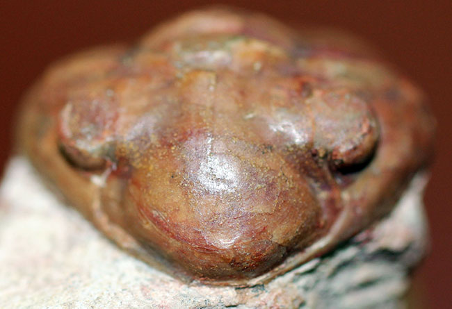 ベリーレア!ロシア産 デルファアサフス・デルフィヌス(Delphasaphus delphinus)(その9)