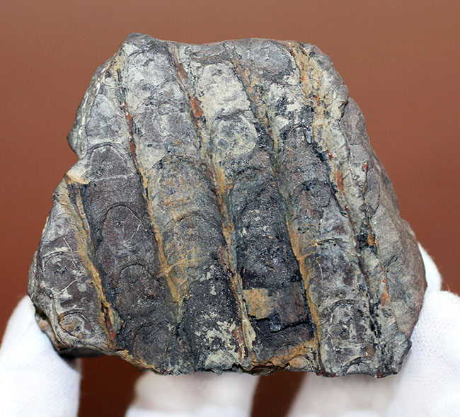 石炭紀に大繁栄した巨木、リンボクの樹皮の化石。米国イリノイ州産。（その1）