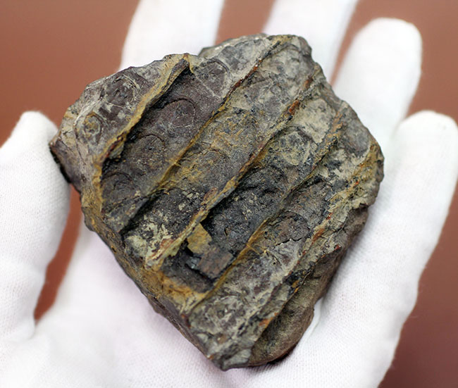 石炭紀に大繁栄した巨木、リンボクの樹皮の化石。米国イリノイ州産。（その2）