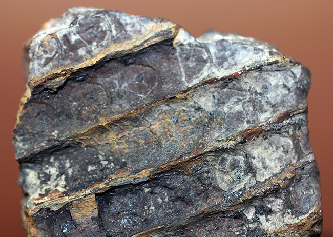 石炭紀に大繁栄した巨木、リンボクの樹皮の化石。米国イリノイ州産。（その3）