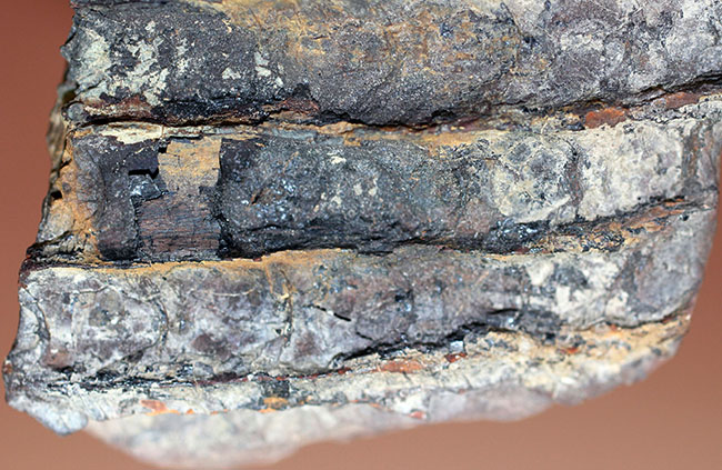 石炭紀に大繁栄した巨木、リンボクの樹皮の化石。米国イリノイ州産。（その4）