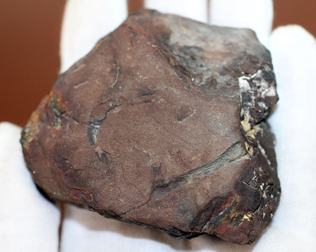 石炭紀に大繁栄した巨木、リンボクの樹皮の化石。米国イリノイ州産。（その5）