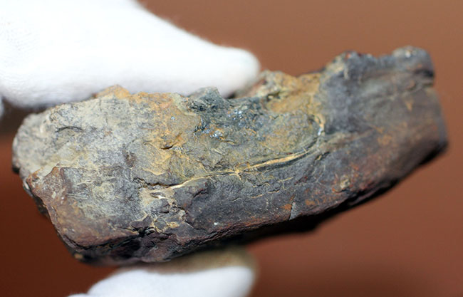 石炭紀に大繁栄した巨木、リンボクの樹皮の化石。米国イリノイ州産。（その6）