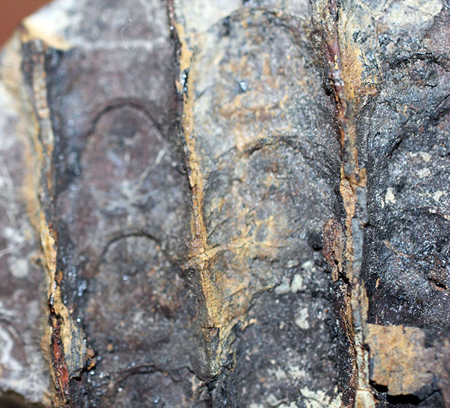 石炭紀に大繁栄した巨木、リンボクの樹皮の化石。米国イリノイ州産。（その7）