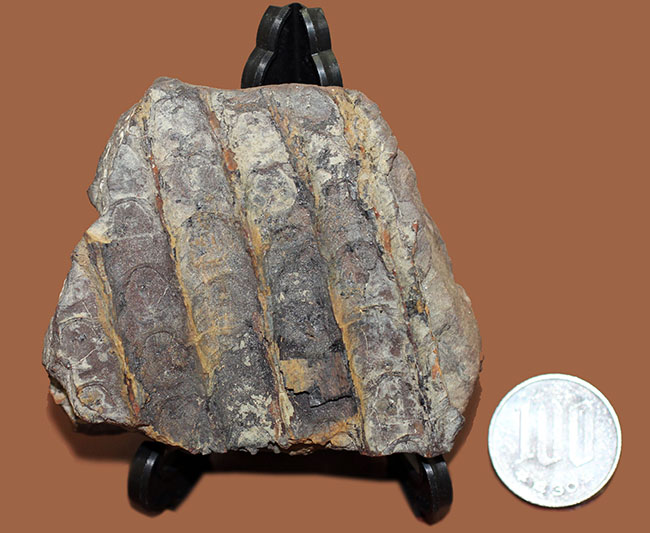 石炭紀に大繁栄した巨木、リンボクの樹皮の化石。米国イリノイ州産。（その8）