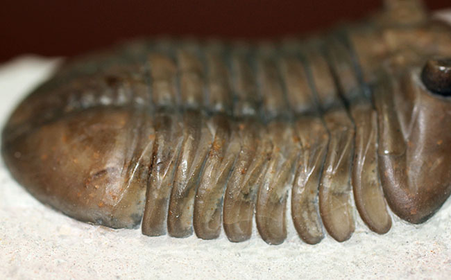 丁寧なクリーニングにご注目ください!ロシア産三葉虫、アサフス・ロブスタス(Asaphus robustus)(その10)